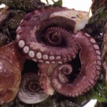 Klingon Mollusk